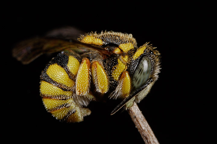 Anthidiellum strigatum M. (Apidae Megachilinae)